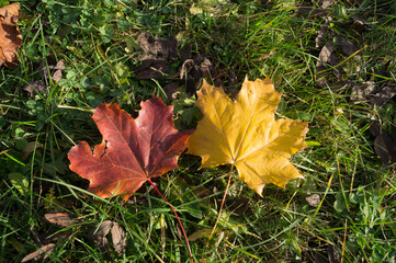 Yellow and red maple leaves on the grass, two leaves.