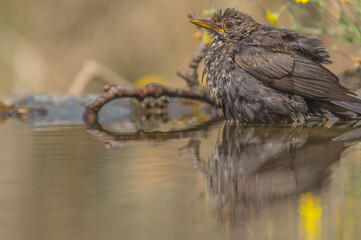Melro-Preto, vulgarmente conhecido apenas por Melro ou Merula, é uma ave pertencente ao género-Turdus.