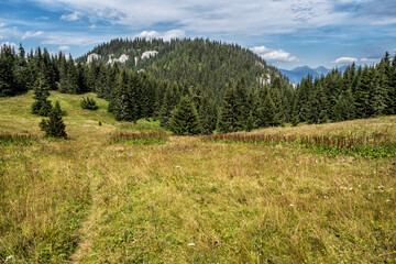 Meadow in Low Tatras, Slovakia, natural scene