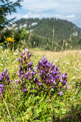 Fototapeta premium Purple flowers, Low Tatras mountains, Slovakia