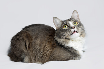 Young fluffy cat of a dark color with stripes lies on a gray background. Studio portrait of a young cat on a gray background