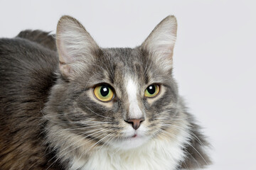 Close-up portrait of a young fluffy cat of dark color with stripes on a gray background. Close-up portrait of a young cat on a gray background