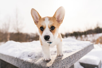 corgi dog on snow in winter landscape