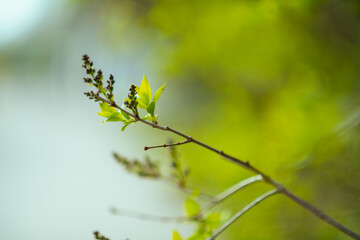 Closeup on tree brunch in spring