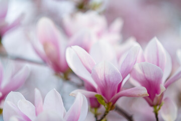 Fototapeta na wymiar Closeup on magnolia in spring