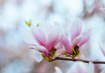 Closeup on magnolia in spring