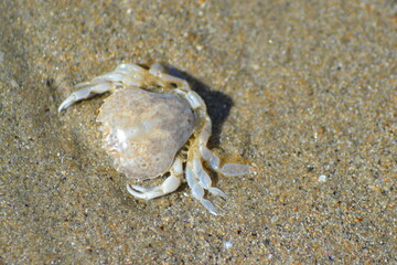 crabe dans le sable