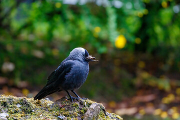 Jackdaw with damaged beak standing on a rock