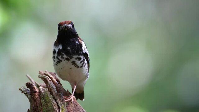 4K wildlife footage of bird Chestnut-capped Thrush perched in a tree