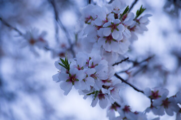 Flores de almendro