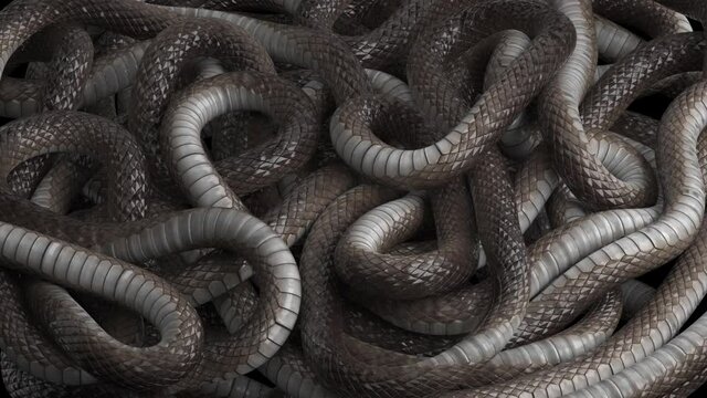 Many snakes crawl over each other. Looping background of wriggling snakes