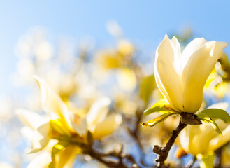 Magnolia 'Solar Flair' is a deciduous tree with masses of upright, deep yellow flowers in early spring. Blue sky background.