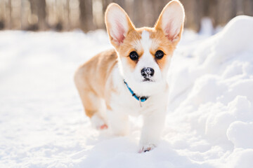 corgi dog on snow in winter landscape