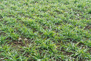 Schwäbische Alb bei Altsteusslingen, Acker mit Wintersaat bei Rauhreif