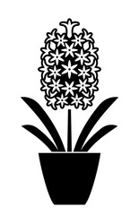 hyacinth in pot