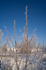 Frozen branches. Ice on the bushes in the winter season