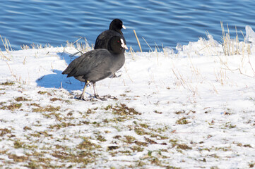 Coot ducks on a quay in the snow with water in the background