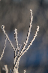 Frozen branches. Ice on the bushes in the winter season