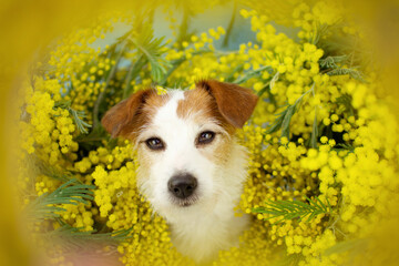 Spring dog in yellow mimosas flowers.