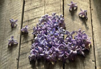 Hyacinth petals are laid out on the table in the shape of a heart.