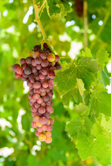 Racimos de sabrosas uvas rojas madurando para su recolección