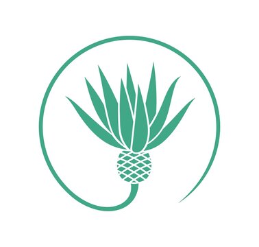 green agave plant inside circle clip art preview
