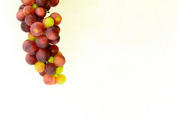 Racimos de sabrosas uvas rojas madurando para su recolección