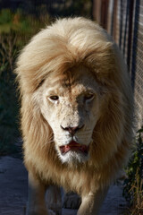 Beautiful Lion Caesar in the savanna. scorched grass. male with battle scars