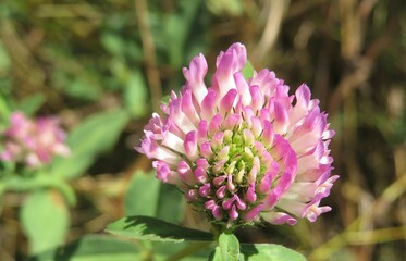 Beautiful clover flower in the meadow, closeup