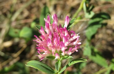 Pink clover flower in the garden, closeup