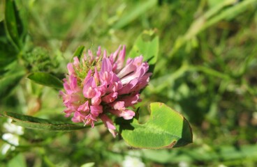 Clover flower in the meadow on natural green background, closeup