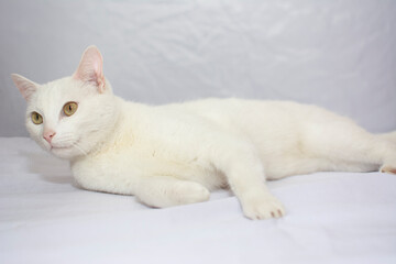 beautiful white cat lying down modeling