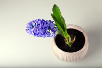 One blue hyacinth in a ceramic flower pot on a white background. 