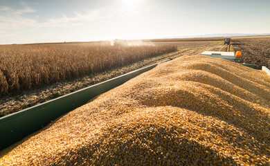 Combine harvester in evening action