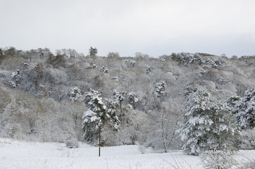 Roslin Glen in the snow