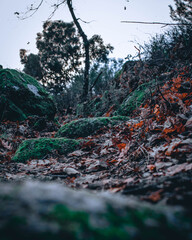autumn in the forest