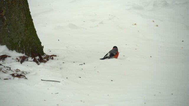 Eurasian bullfinch or pyrrole pyrrol jumping in the snow in the Park. Colorful bird in the winter forest.