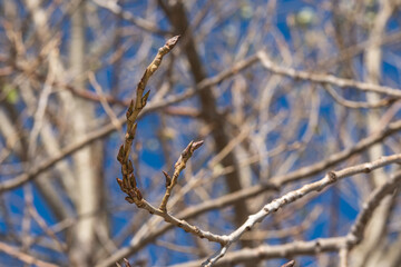 plane tree bud and branches, burgeon, 