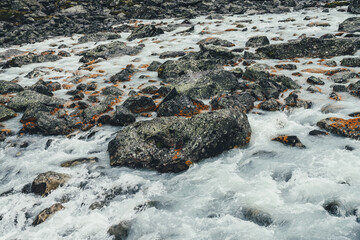 Atmospheric landscape with mountain creek among moraines in rainy weather. Bleak scenery with milky river among rocks. Gloomy view to mountain river. Stones with moss and lichen in milk water stream.