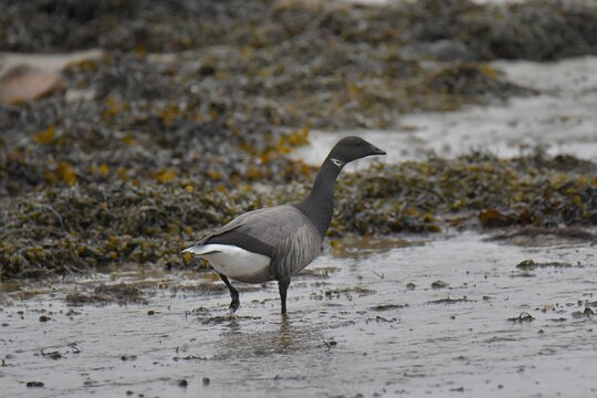 Bernacle geese at low stide in Brittany
