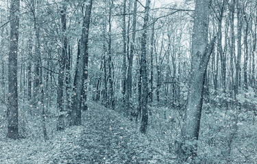 Winter forest with flying snowflakes, Czech Republic
