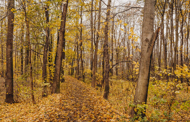 Autumn forest with falling leaves, Czech Republic