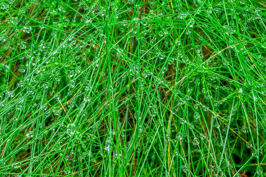 Fresh gree graas with rain drops, Czech Republic