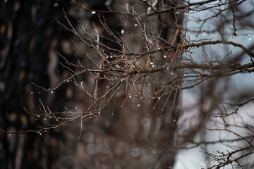 (Selective focus) Stunning view of some drops of water falling from some pine tree branches during a rainy day.