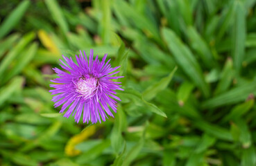 Obraz premium purple flowers of Astra Alpine in the garden