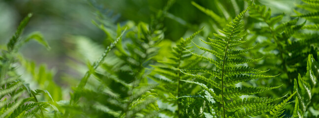 Banner beautiful fern leaves on a green background.
