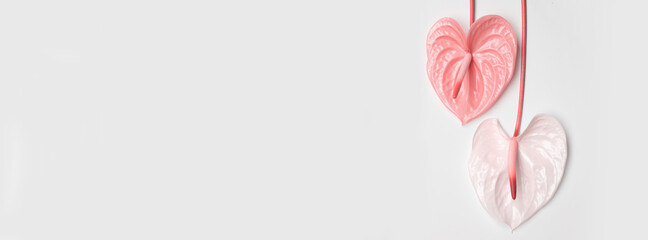 Pink and white flowers in the shape of a heart on a white background. Blank for a holiday card. © lms_lms
