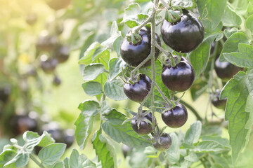 Indigo Rose Black tomato vine ripe in the garden