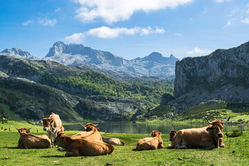 Herd of cows relaxing by Lake Ercina in an idyllic picture. Photograph taken in Los Picos de...
