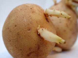 pommes de terre avec des germes